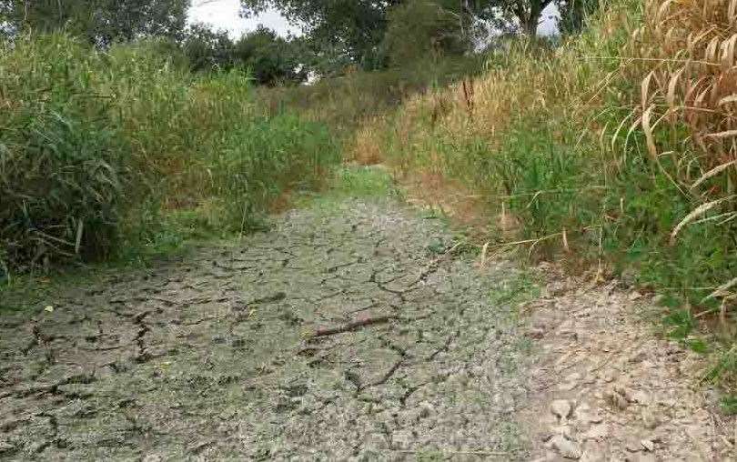 The heatwave and drought reduced the amount of food available to caterpillars last summer