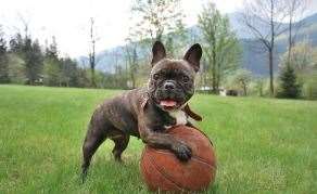 The top Googled question was, why does my dog eat grass? Picture: Canva