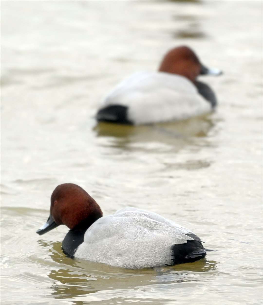 Redhead duck at Welney Wetland Centre