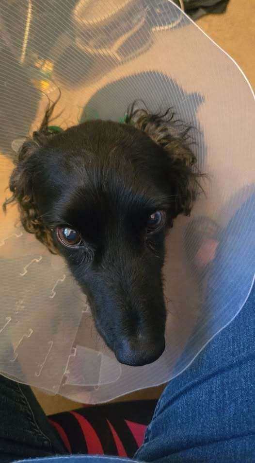Ninja has been forced to wear the "cone of shame" after having surgery to remove a peach stone from his intestines