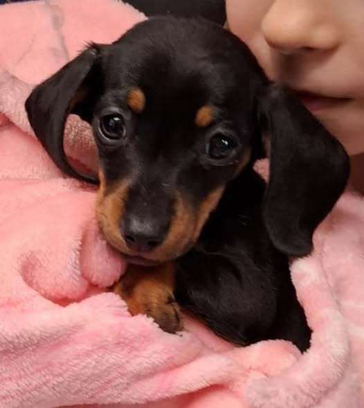 She will have a tough recovery ahead of her. Picture: Ravenswood Pet Rescue