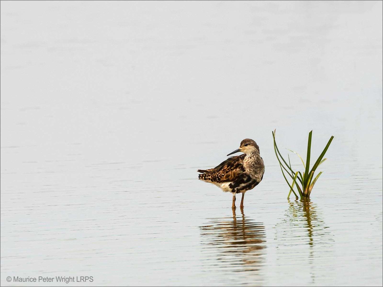 Top shot - Maurice Wright's 'Ruff'