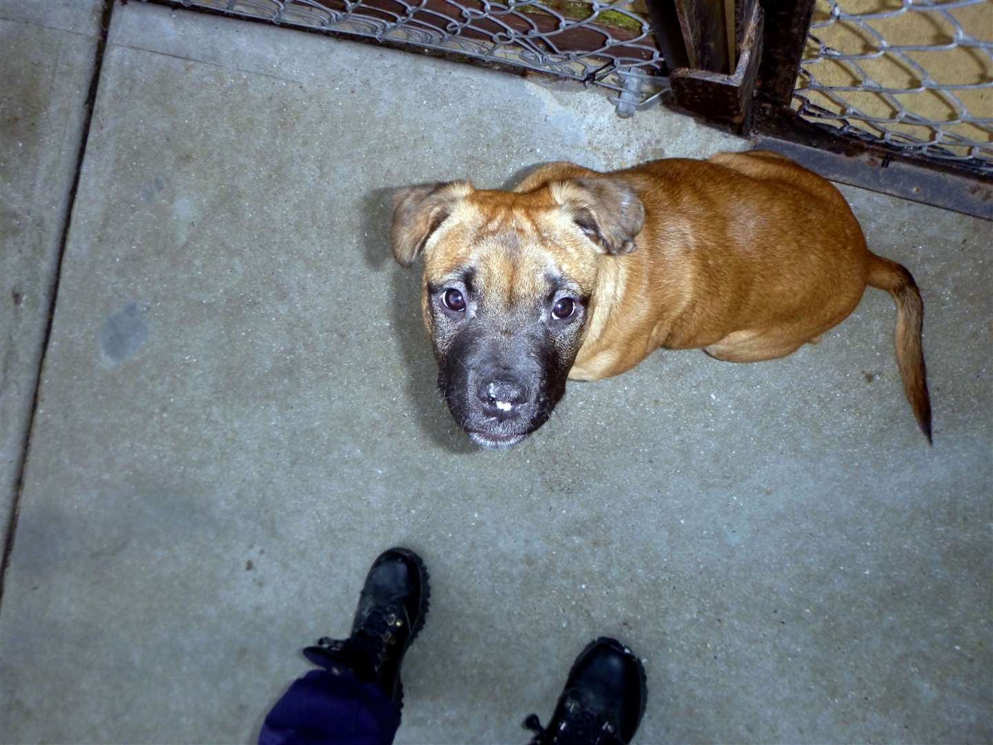 Loki when he was first rescued.