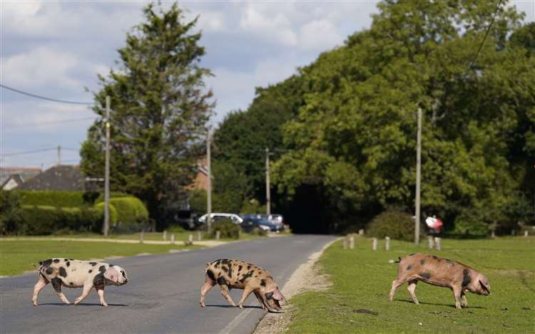 Why did the pigs cross the road? Domestic pigs cross a road in Ibsley, Hampshire, during Pannage, where they are allowed to wander in the New Forest during a set time in autumn to feast on fallen acorns (Andrew Matthews/PA) (61607478)